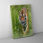 stalking tiger canvas